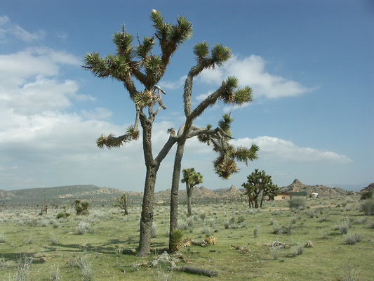 hayden ranch 060